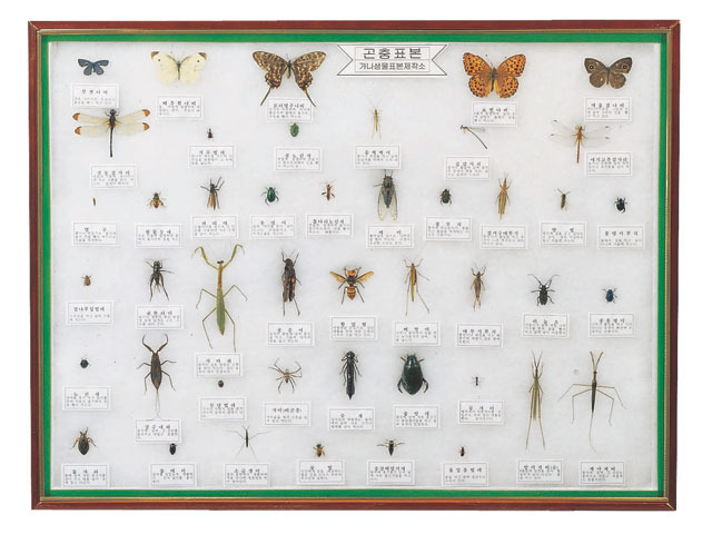 곤충표본-45종