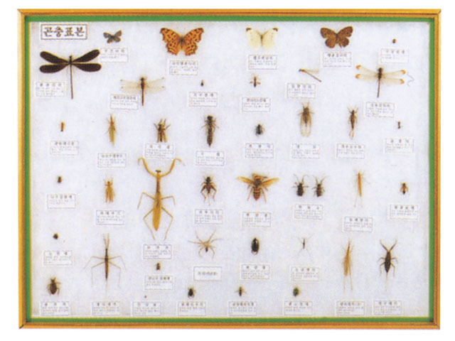 곤충표본-40종