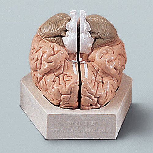 뇌의구조모형 (기본형)-A형