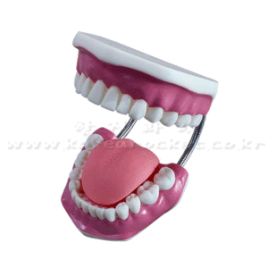 치아모형 세트(소형/대형 선택)