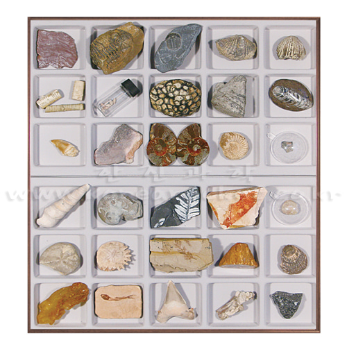 화석 표본 Ⅲ(30종 세트)