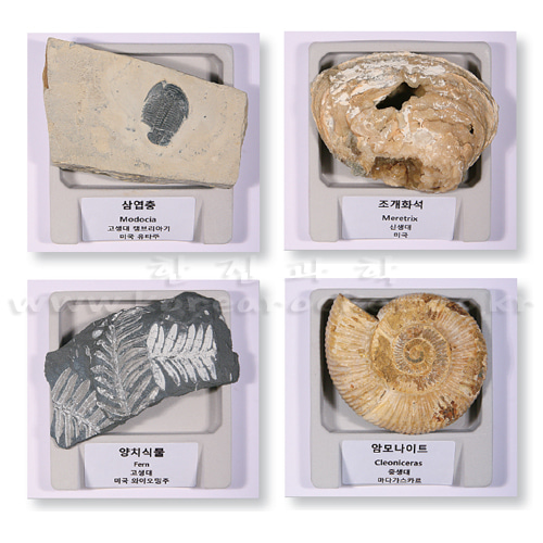초등 전시용 화석 표본(옵션 선택)