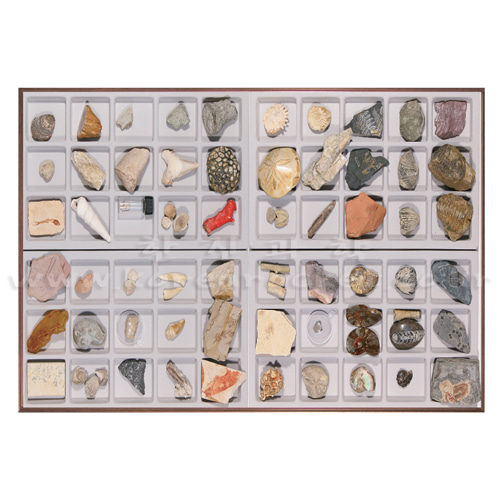 연구용 화석 표본(60종 1조)