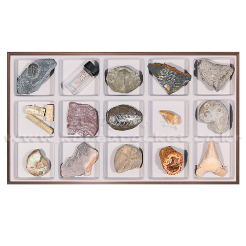 화석 표본 Ⅱ(15종 세트)