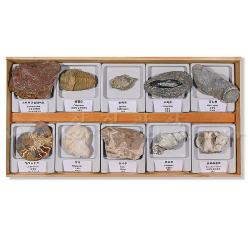 전시물 화석 세트 Ⅱ(10종 1조)
