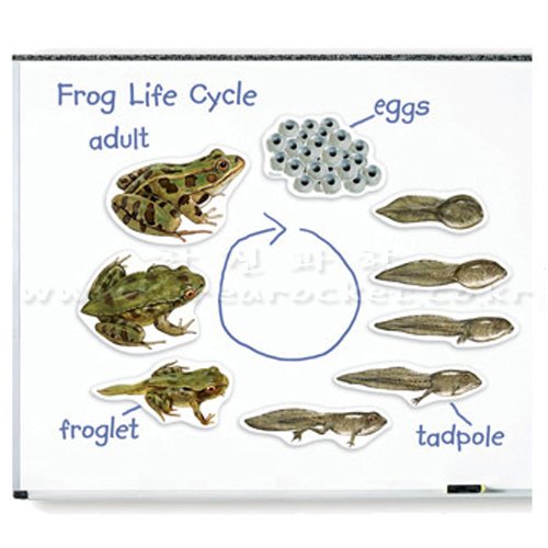 특대형 자석 개구리 일생 모형