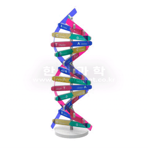 DNA 입체 모형 만들기