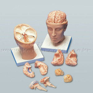 뇌의 구조모형B형