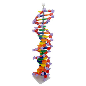 DNA모형세트(분해조립식)-22염기쌍