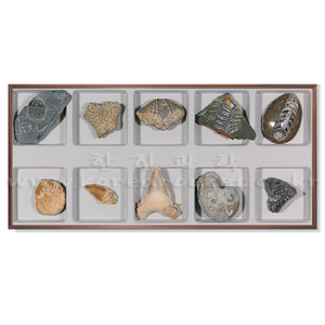 화석 표본I(10종 세트)