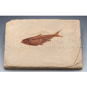 물고기 전시용 화석(와이오밍)