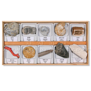 전시물 화석 세트 Ⅲ(10종 1조)