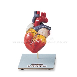 심장 구조 모형 