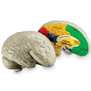 인체 뇌 단면 모형