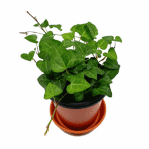 작은 공기정화 식물 (4개입)